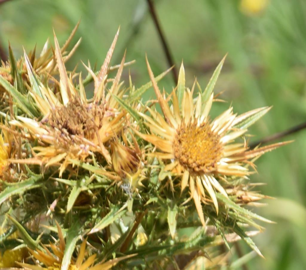 Carlina corymbosa